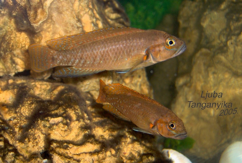 Telmatochromis sp. 'dhonti orange'